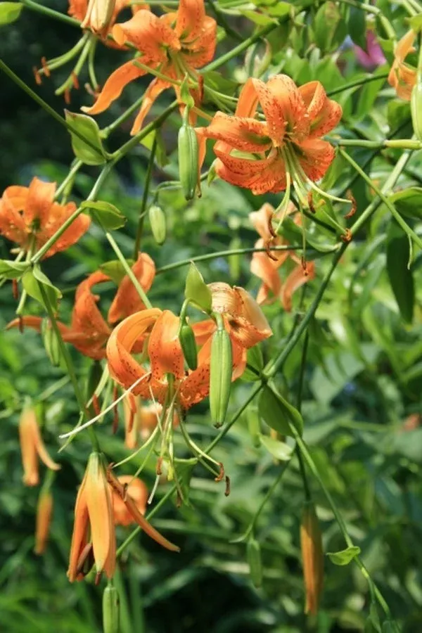 Lilium henryi