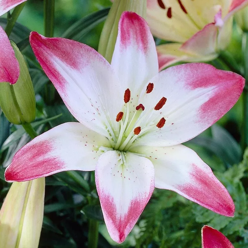 Lily Asiatic Lollypop (Spring)