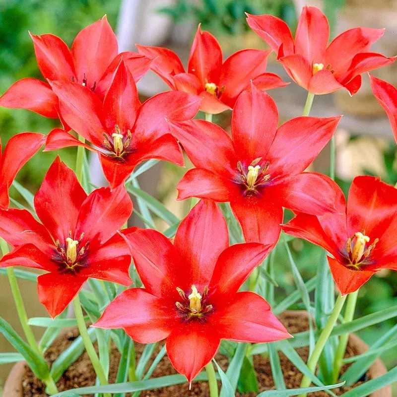 linifolia-tulip Linifolia Tulip