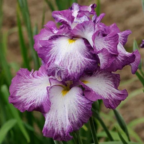 lion-king-iris Lion King Iris