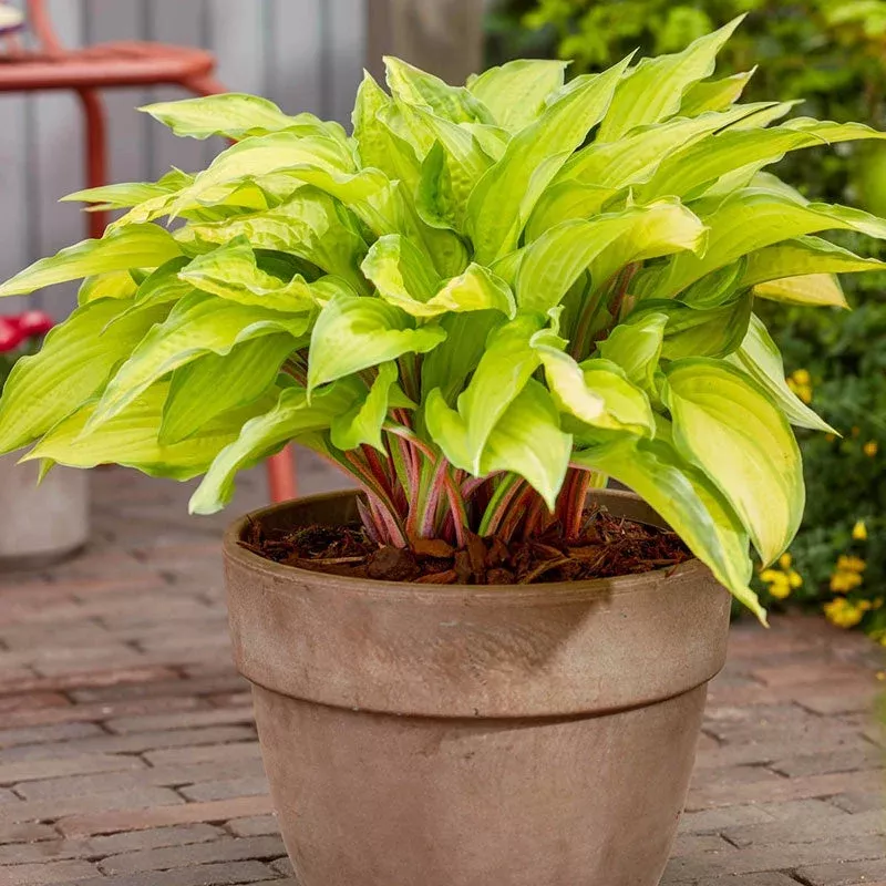 lipstick-kiss-hosta Lipstick Kiss Hosta