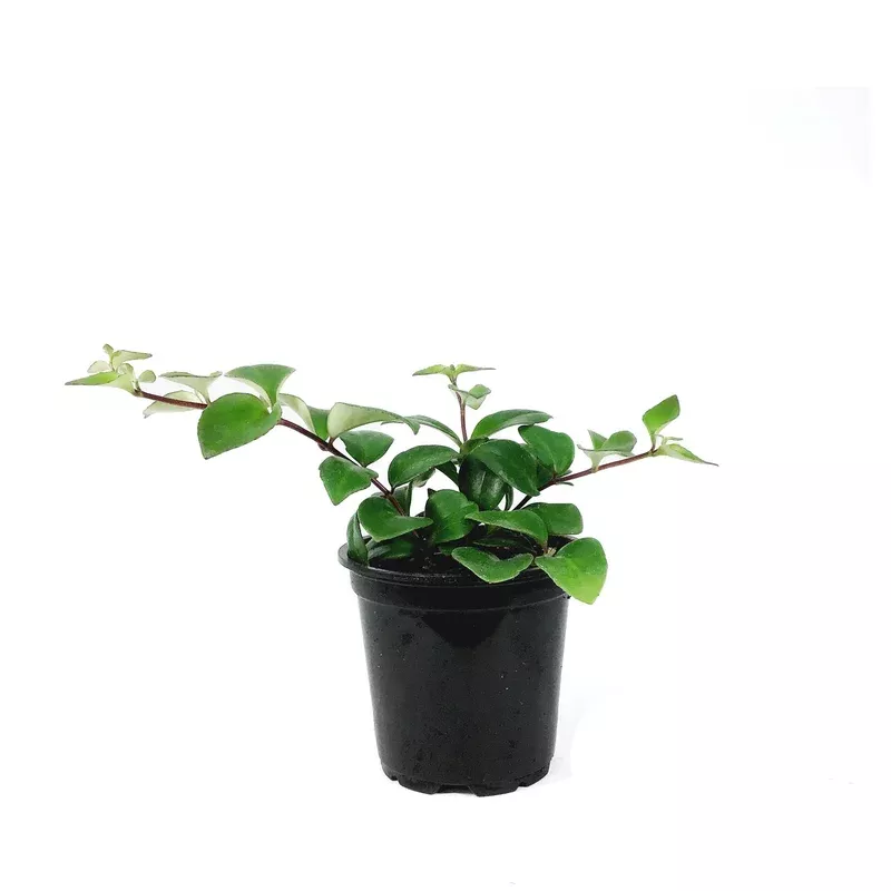 lipstick-plant-4in Lipstick Plant 4in