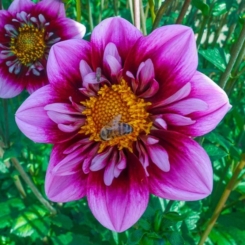 liquid-desire-dahlia Liquid Desire Dahlia
