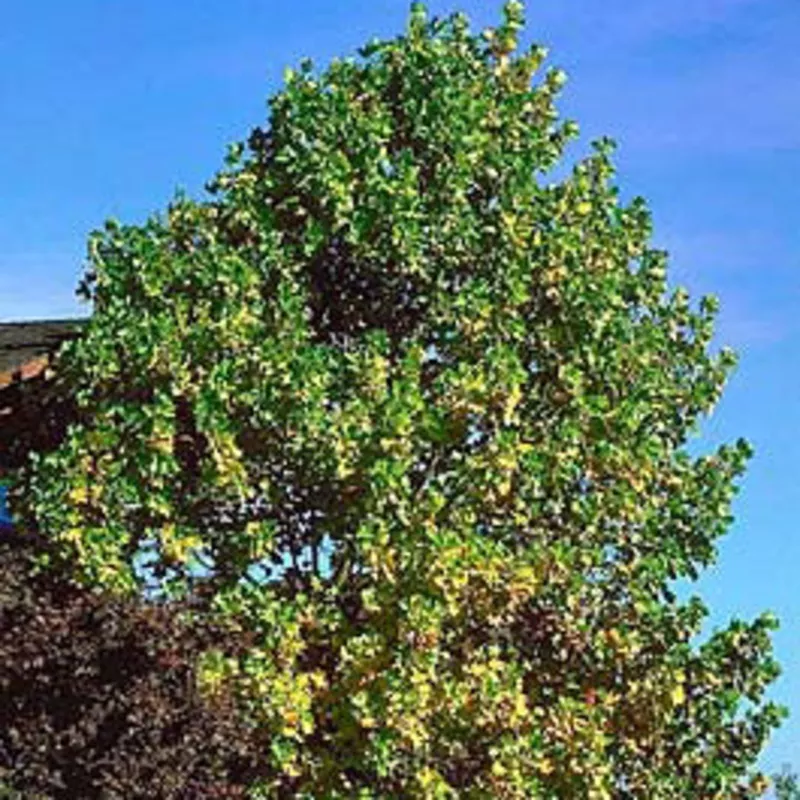 Liriodendron tulipifera #15
