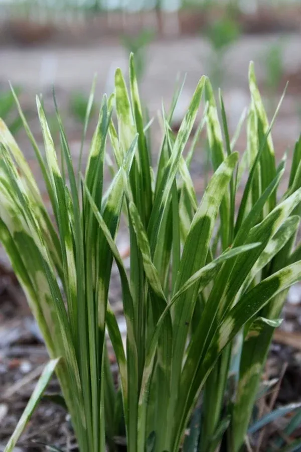 liriope-muscari-sideswiped Liriope muscari ‘Sideswiped’
