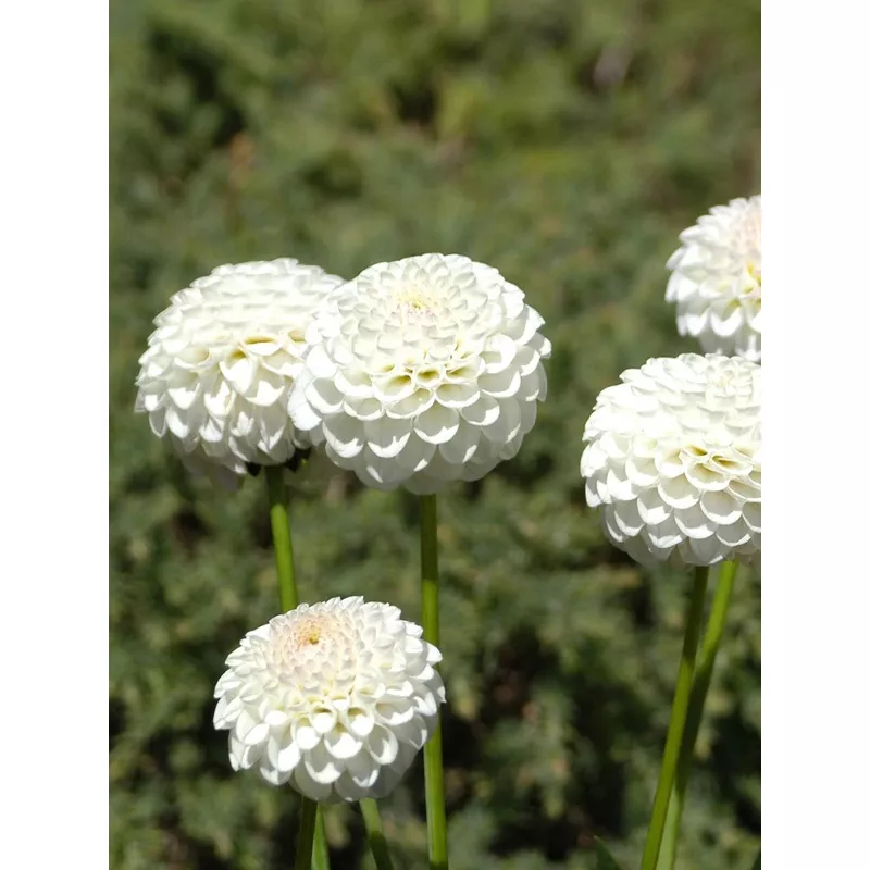 Little Angel – Dahlia