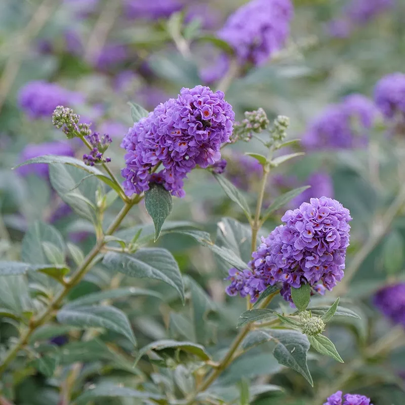 lo-behold-blue-chip-butterfly-bush Lo and Behold Blue Chip Butterfly Bush