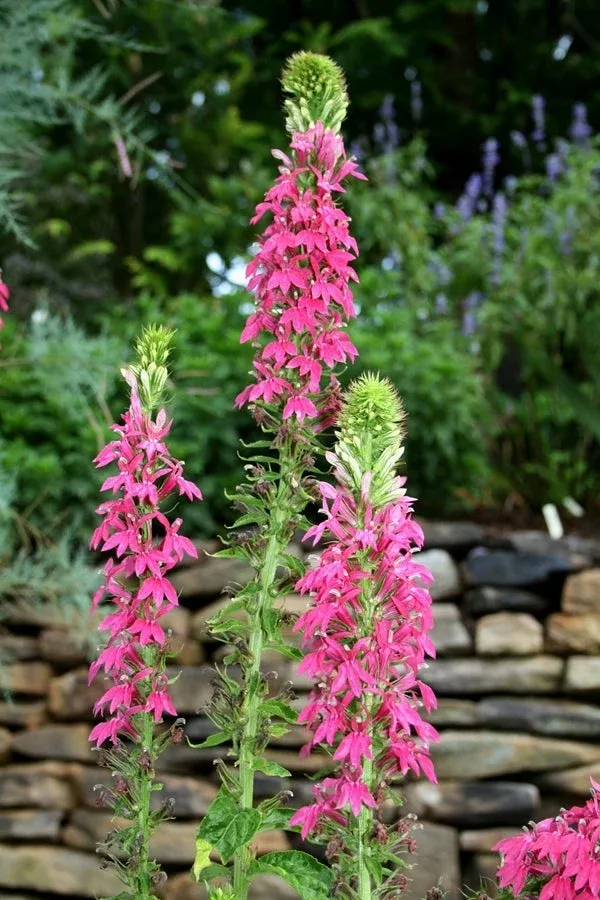 lobelia-monet-moment Lobelia ‘Monet Moment’