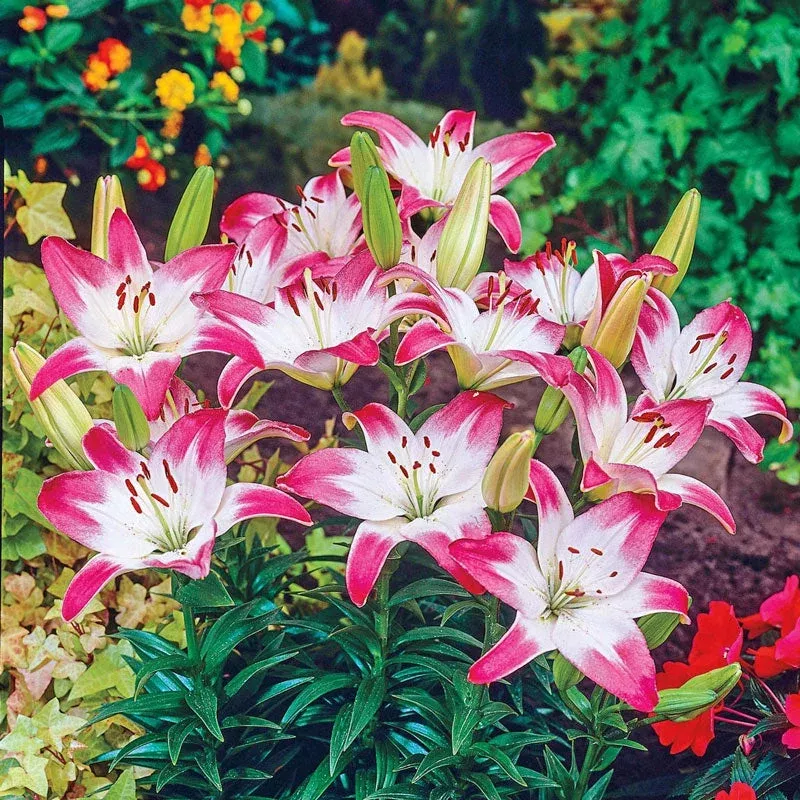lollypop-lily Lollypop Lily