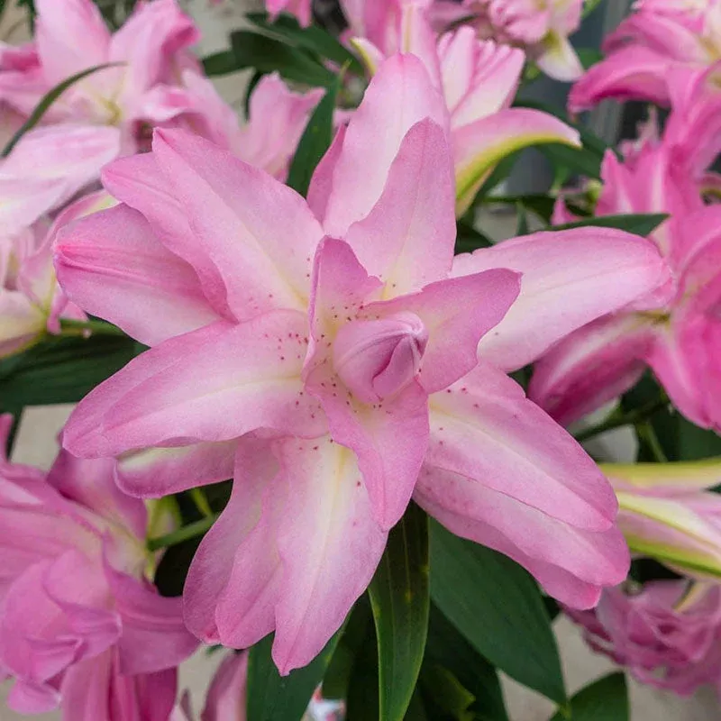 lotus-dream-lily Lotus Dream Lily