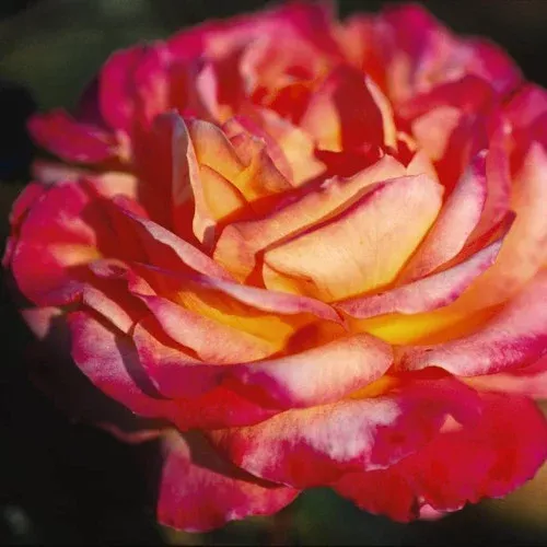 Love & Peace Rose