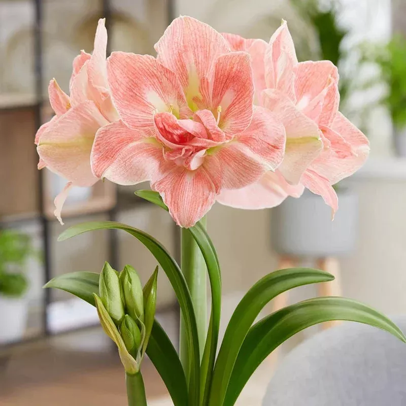 lovely-nymph-amaryllis-bulb Lovely Nymph Amaryllis Bulb