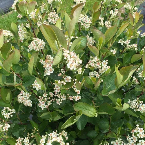 low-scape-hedger-aronia Low Scape Hedger Aronia