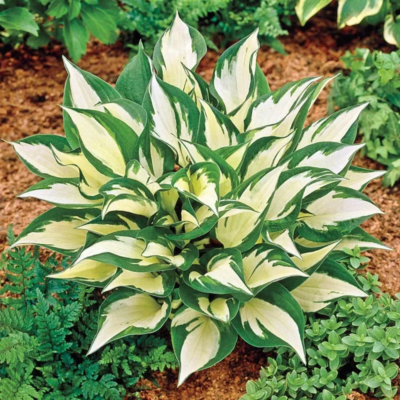 loyalist-hosta Loyalist Hosta