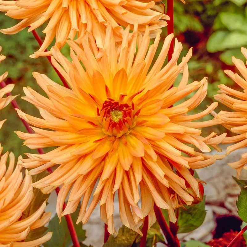 ludwig-helfert-dahlia Ludwig Helfert Dahlia