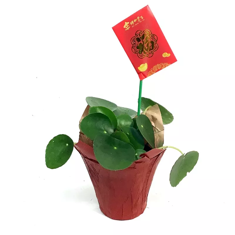 lunar-pilea-4in-peperomioides Lunar Pilea 4in Peperomioides