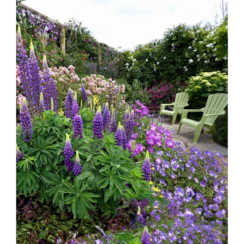 lupinus-regalis-gallery-blue Lupinus regalis – Gallery Blue