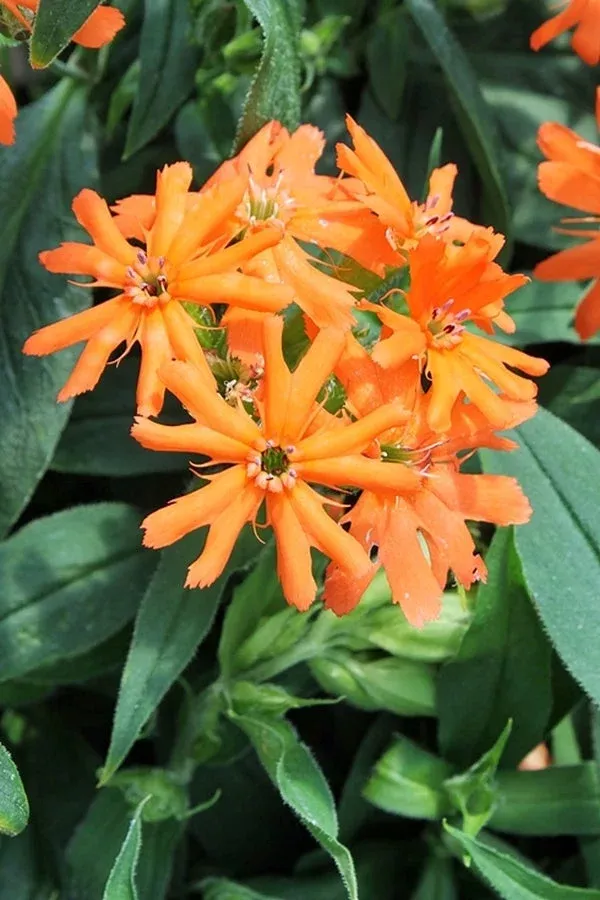 Lychnis cognata ‘Sweet Orange’