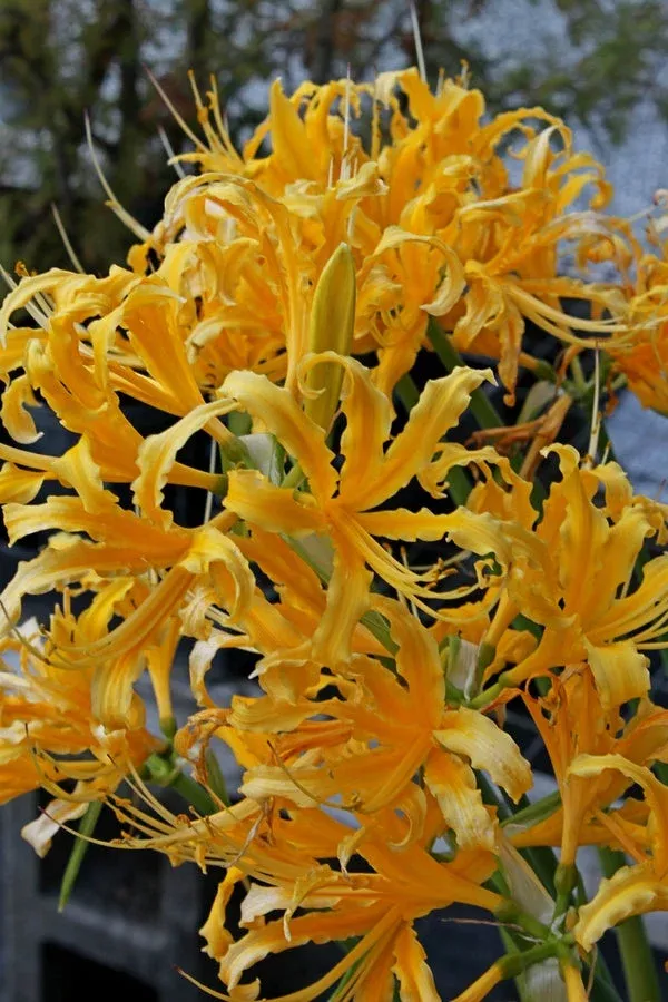 lycoris-x-lajolla-la-jolla Lycoris x lajolla ‘La Jolla’