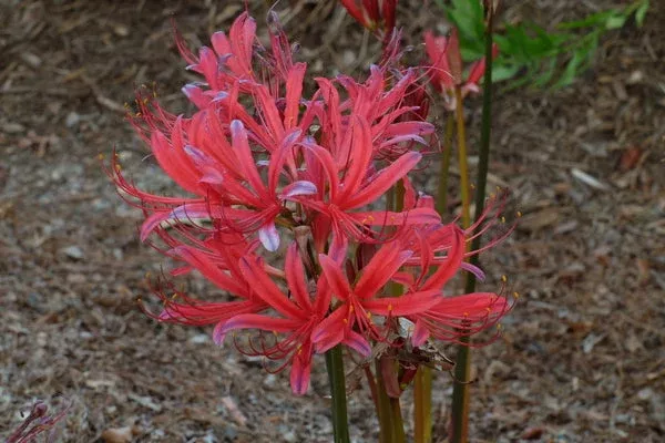 Lycoris x rosea ‘Red Sunset’