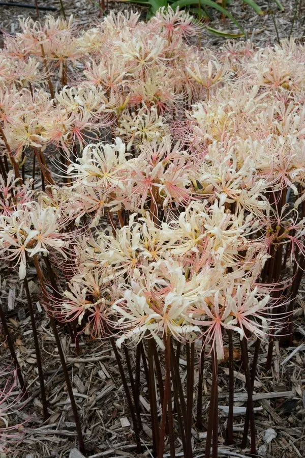 lycoris-x-straminea-strawberry-lemonade Lycoris x straminea ‘Strawberry Lemonade’