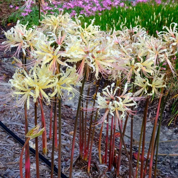 lycoris-x-straminea-yellow-streamers Lycoris x straminea ‘Yellow Streamers’
