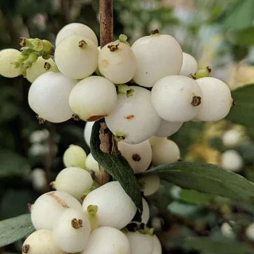 Magical Avalanche Snowberry