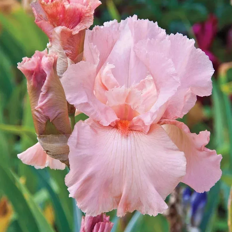 magical-encounter-reblooming-bearded-iris Magical Encounter Reblooming Bearded Iris