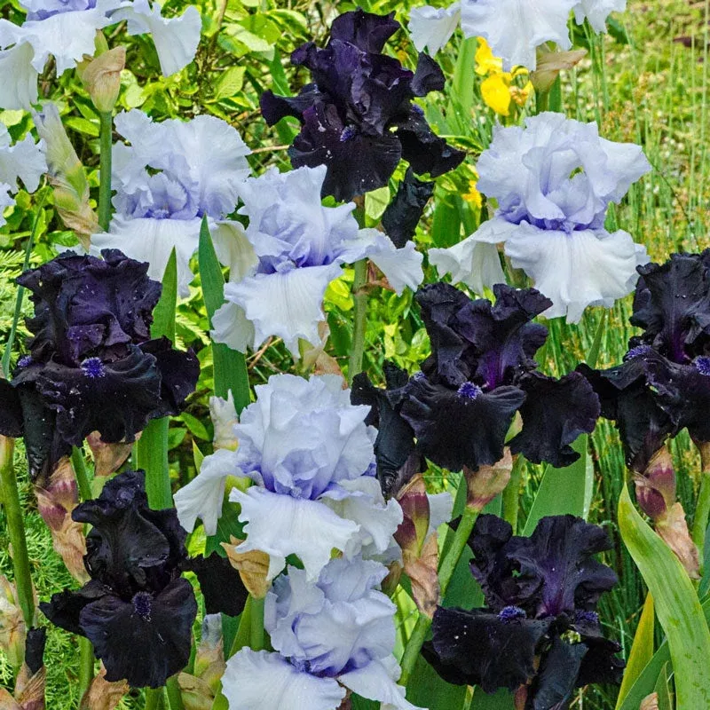 magical-moments-bearded-iris-duet Magical Moments Bearded Iris Duet