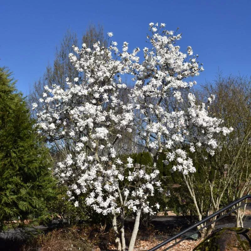 magnolia-royal-star Magnolia, Royal Star