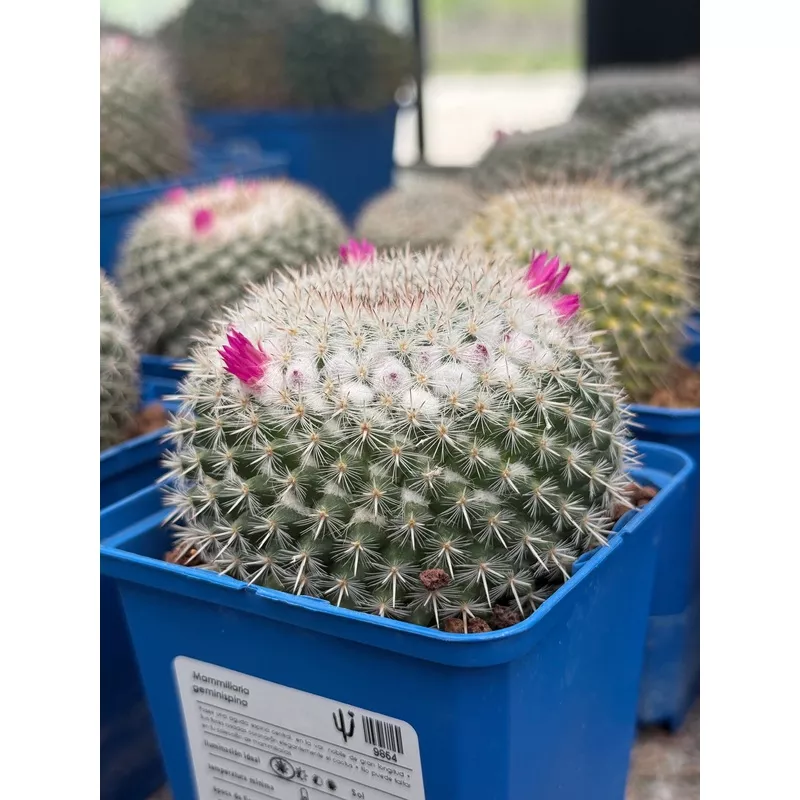 Mammillaria geminispina