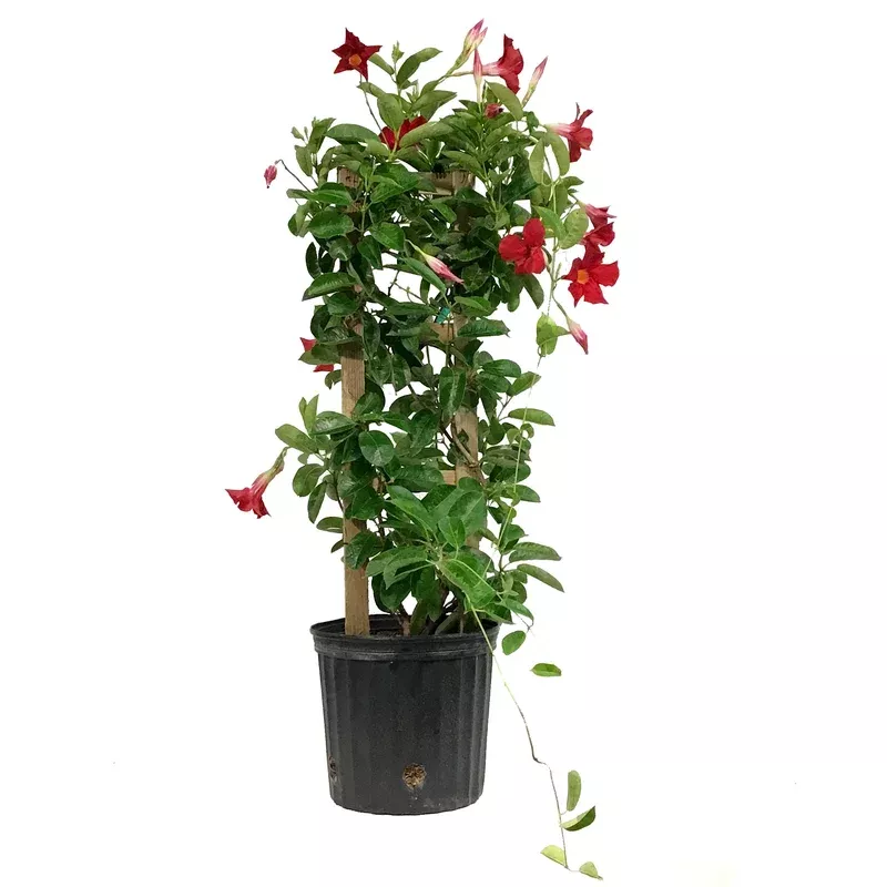 Mandevilla 10in Red in a Trellis