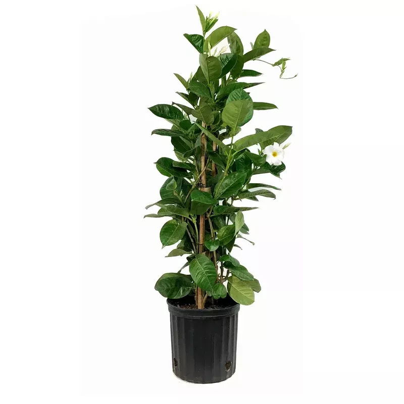 mandevilla-10in-white-in-trellis Mandevilla 10in White in a Trellis