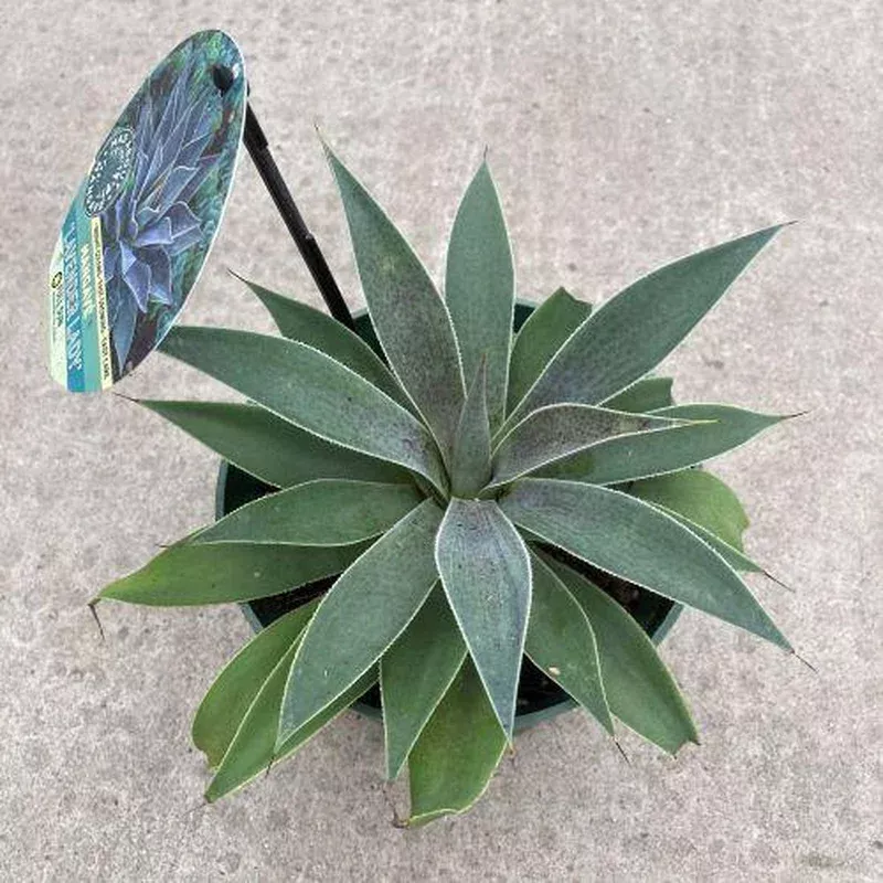 Mangave 6in Lavender Lady