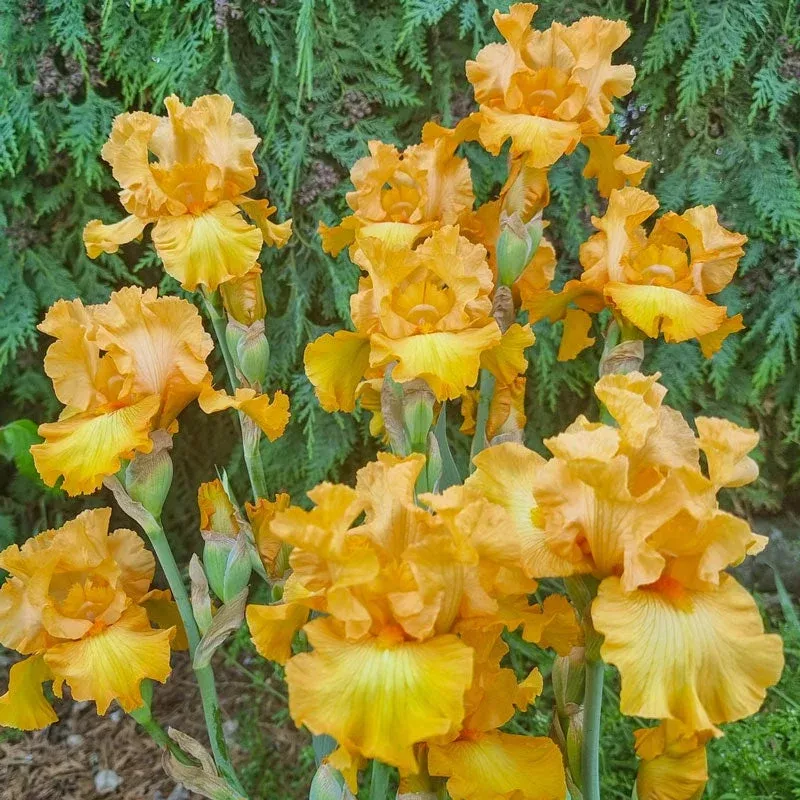 mango-passion-bearded-iris Mango Passion Bearded Iris