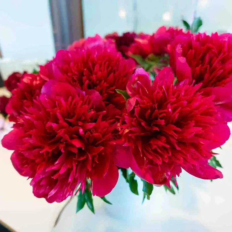 many-happy-returns-peony Many Happy Returns Peony
