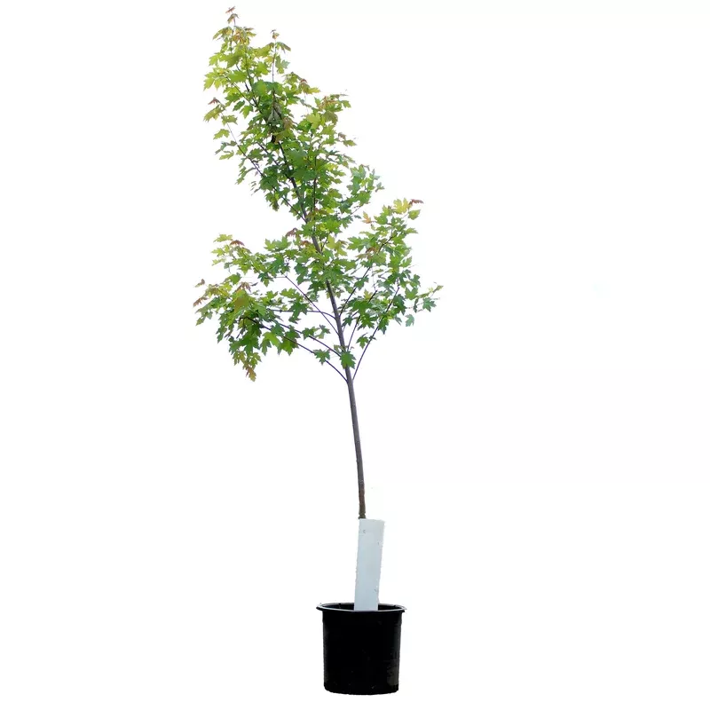 maple-10-gal-autumn-blaze Maple 10 gal Autumn Blaze