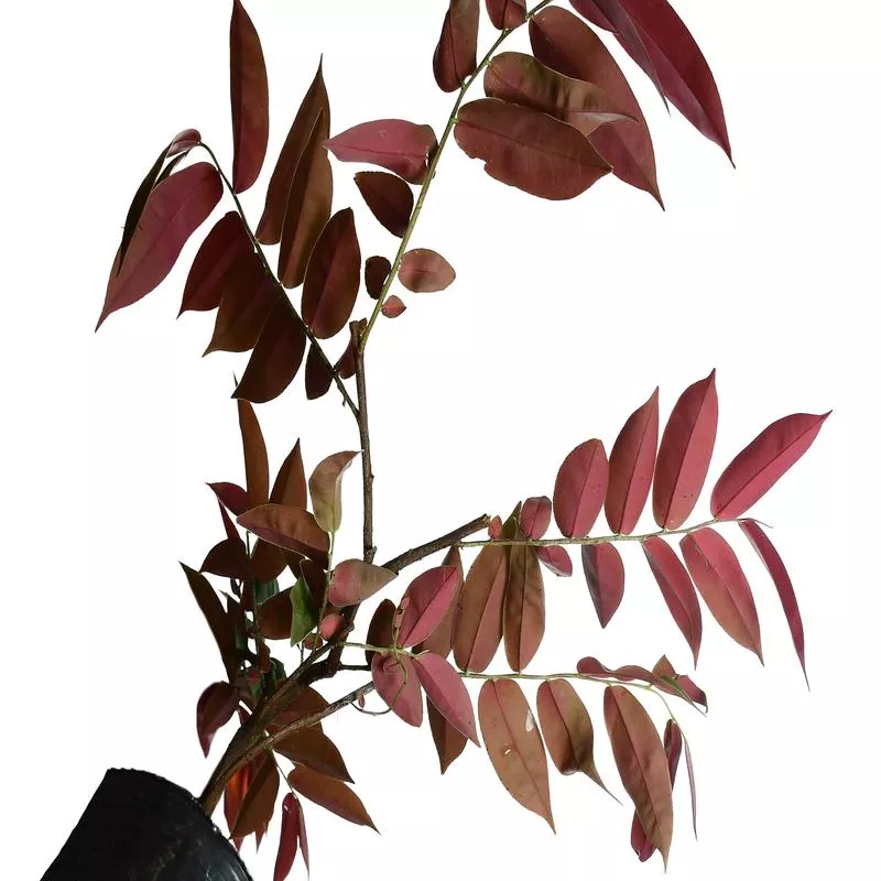 Marcgravia sp Hoja Morada