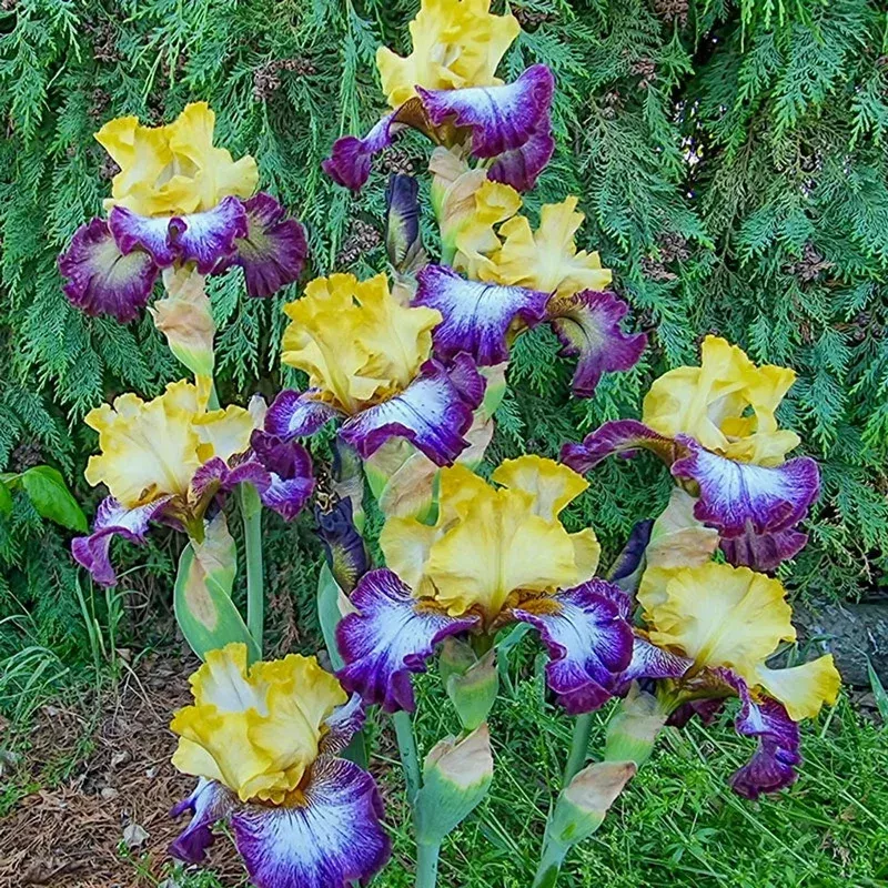 margin-call-bearded-iris Margin Call Bearded Iris