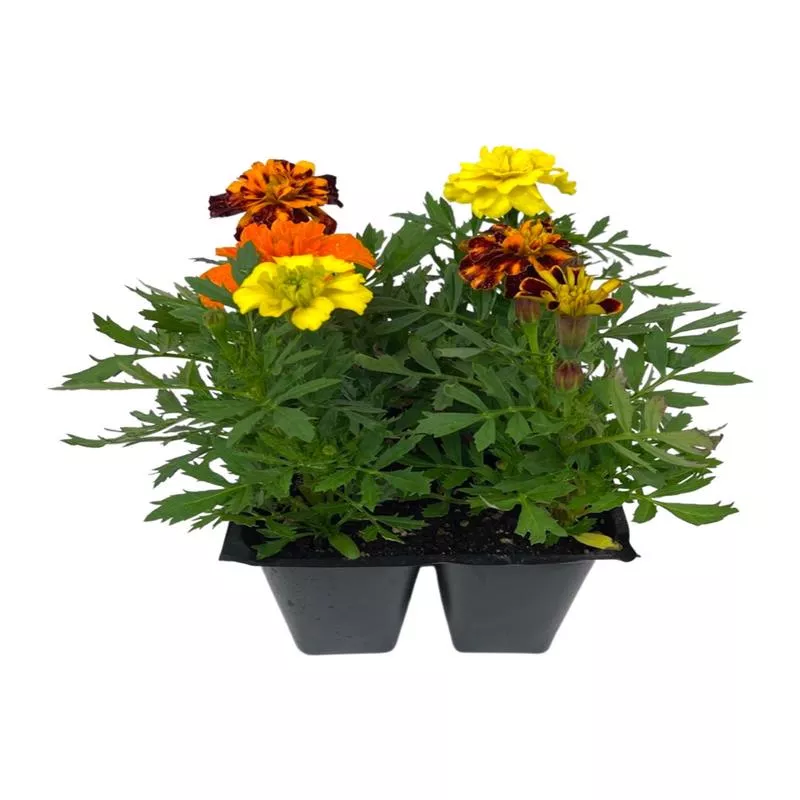 Marigold ‘Bonanza Mix’