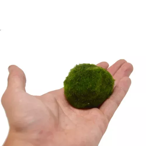 marimo-ball Marimo Ball