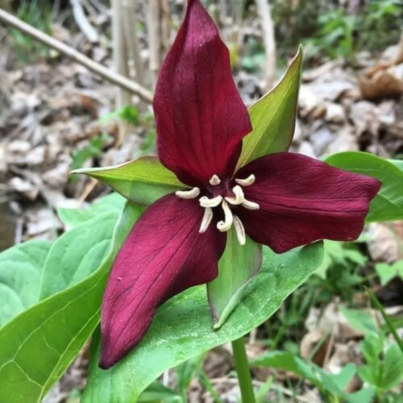 maroon-trillium-flower Maroon Trillium Flower