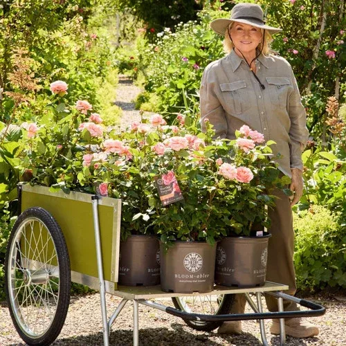 martha-stewart-tea-rose Martha Stewart™ Tea Rose