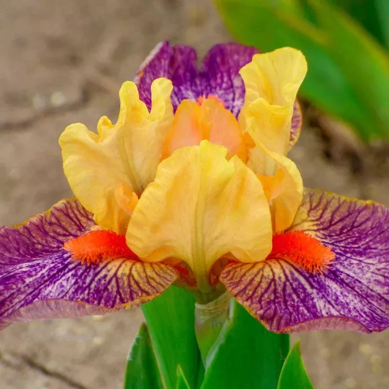 martian-dwarf-bearded-iris Martian Dwarf Bearded Iris