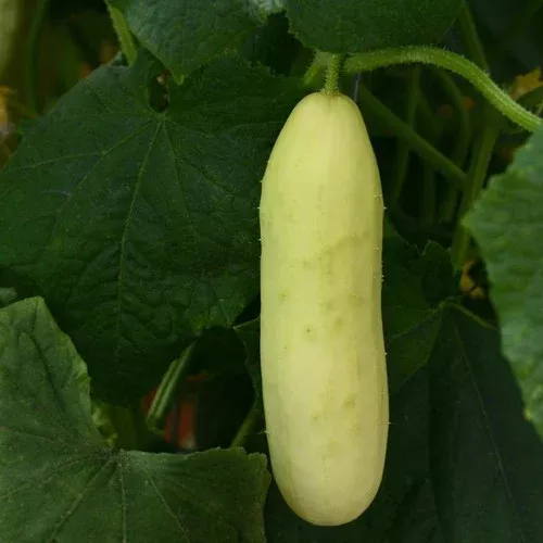 Martini Cucumber Plant