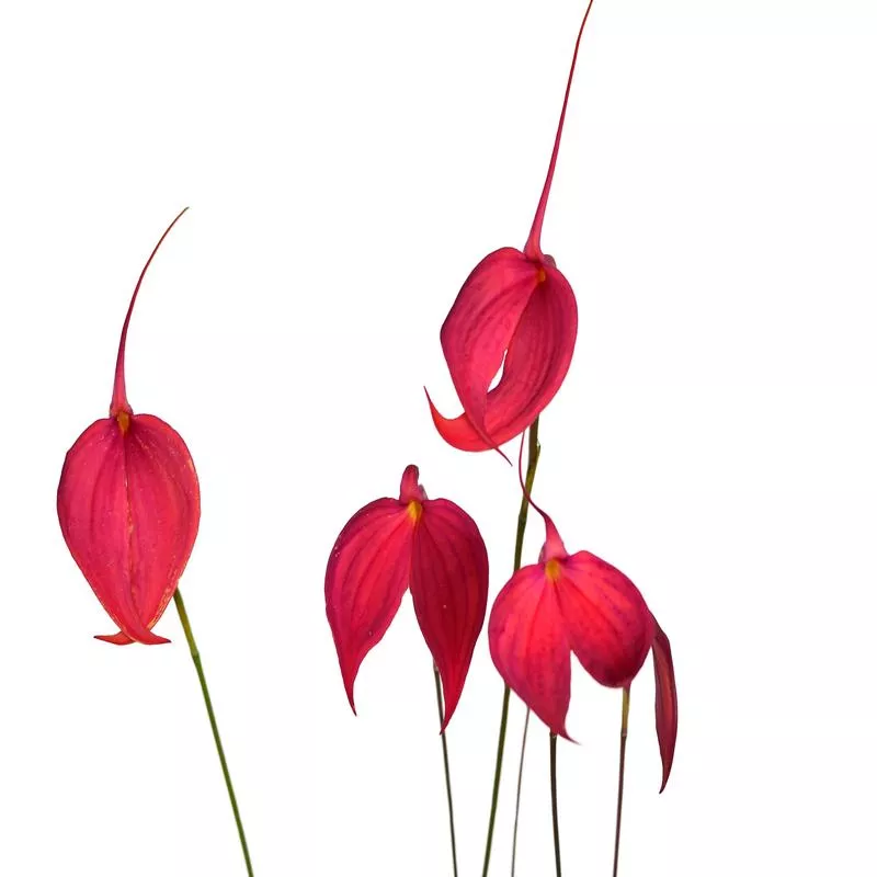 Masdevallia coccinea ‘Red Orange’