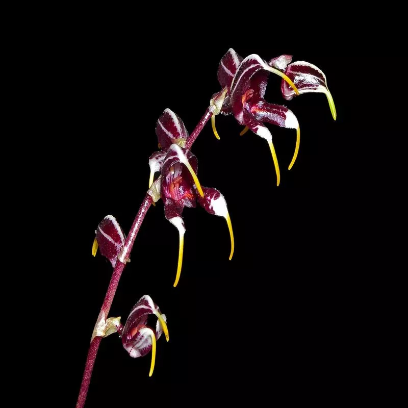 Masdevallia pachyura ‘Black Panther’