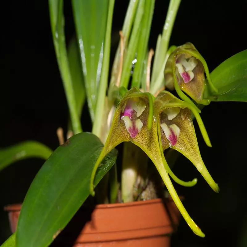 masdevallia-peristeria Masdevallia peristeria