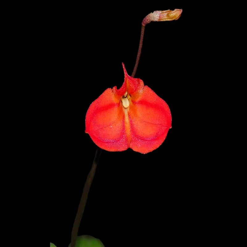 masdevallia-racemosa Masdevallia racemosa