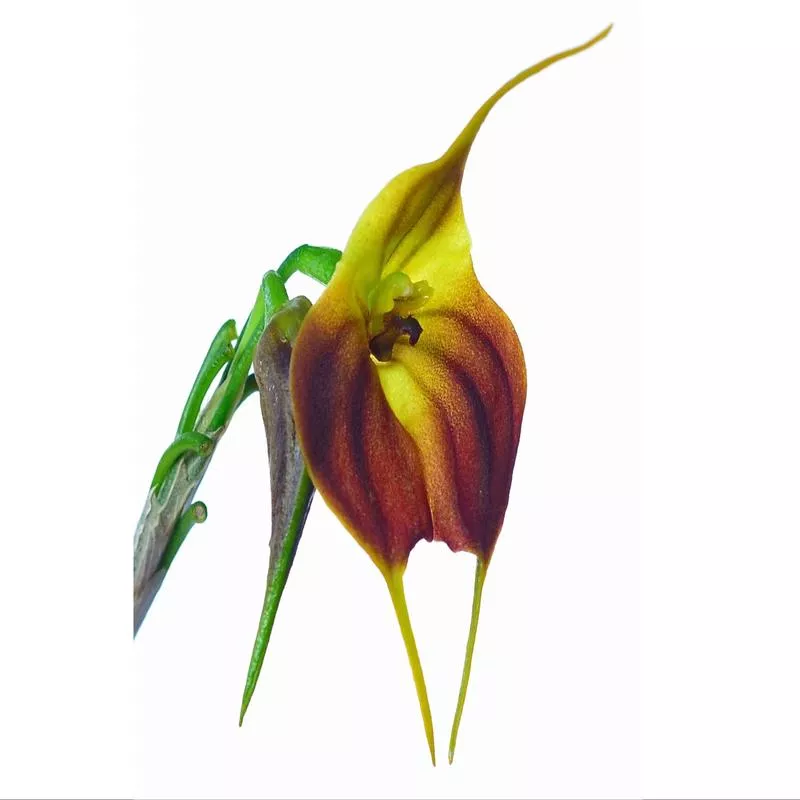 Masdevallia venus